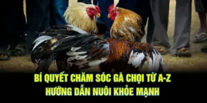 bí quyết chăm sóc gà chọi