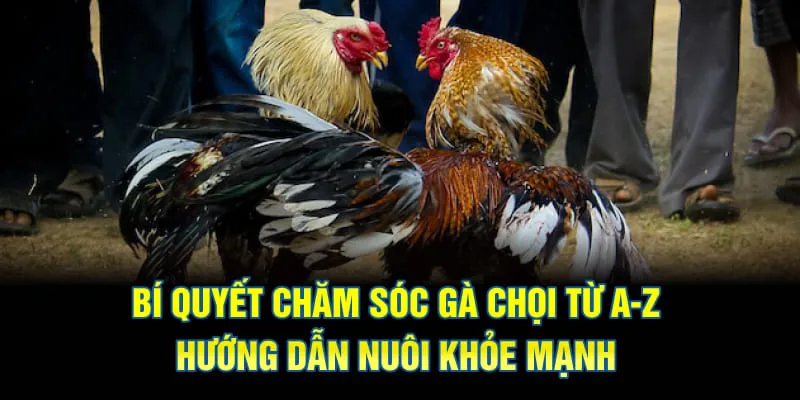 bí quyết chăm sóc gà chọi