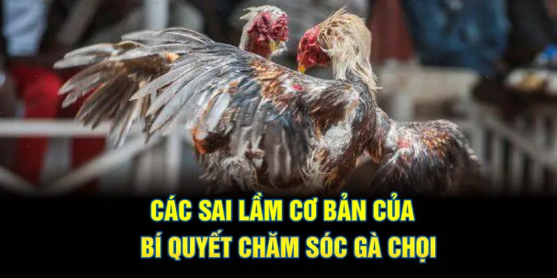 Các sai lầm cơ bản của bí quyết chăm sóc gà chọi