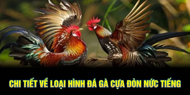 Chi tiết về loại hình đá gà cựa đòn nức tiếng