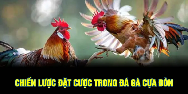Chiến lược đặt cược trong đá gà cựa đòn