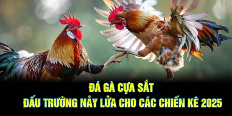 đá gà cựa sắt