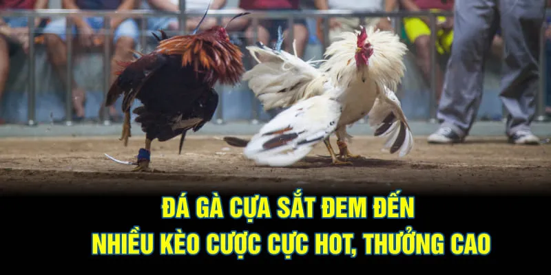 Đá gà cựa sắt đem đến nhiều kèo cược cực hot