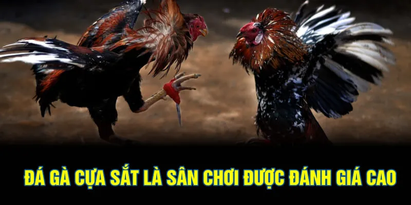 Đá gà cựa sắt là sân chơi được đánh giá cao