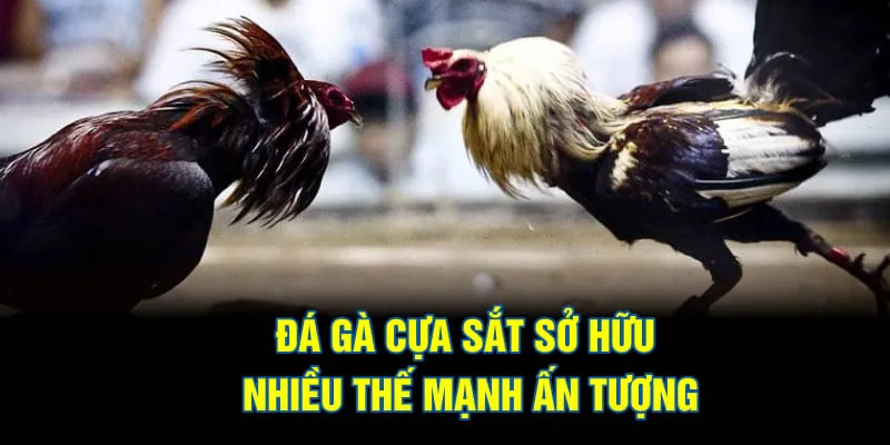 Đá gà cựa sắt sở hữu nhiều thế mạnh ấn tượng