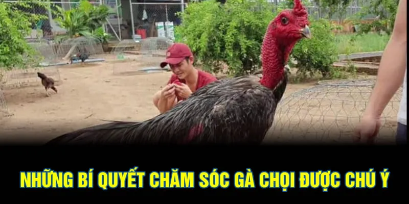 Những bí quyết chăm sóc gà chọi được chú ý