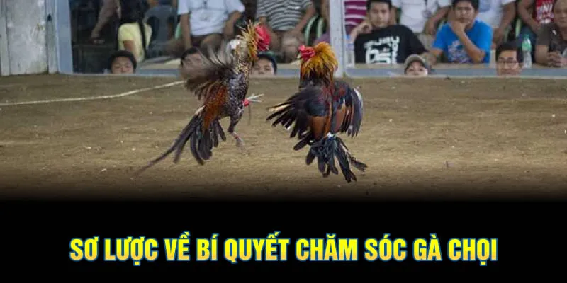Sơ lược về bí quyết chăm sóc gà chọi